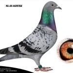 NL 2018-1428766