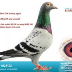 NL00-1925122 Tips-1_8373