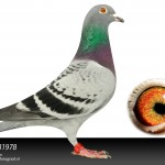 NL17-1581978