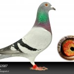 NL17-1582087