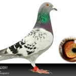NL17-1582091
