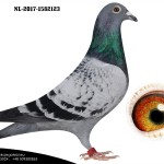 NL17-1582123