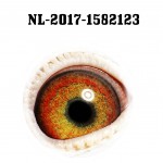NL17-1582123 eye