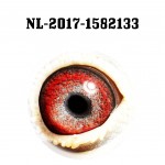 NL17-1582133 eye