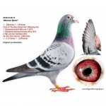 NieuweRossi-(1)-500x500.png