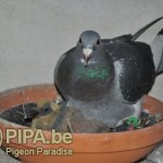 batenburg_winnares_op_nest