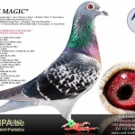 be10-2135147_foto_black_magic