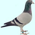 bliksem