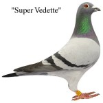 cl93NL07-3728152