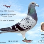 copy1