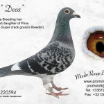 deea