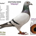 derwa_primo_2027029-09