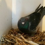 fortuin_agen_winnaar