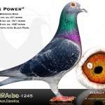 hardy_kruger_der_superzuchtvogel_black_power