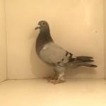 incaltata