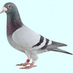 kleinen