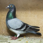luc_van_coppenolle_internat._winnaar_in_bak