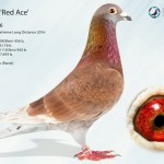 mortelmans_barcarcas_red_ace_be13-6202996