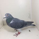 negru chicheanu