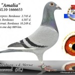 nl10-1666653_amalia_batenburgvdmerwe