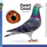 pcezwartgoud