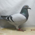 poza 801-13
