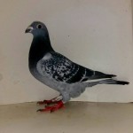 primul 347