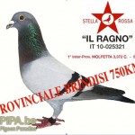 rocco_foto_il_ragno