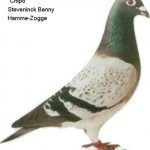 steveninckchipo (1)