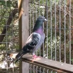 thumbnail_20160705_171332 (1)