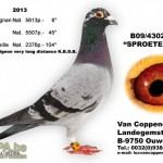 v.coppenolle_foto_sproete_favo