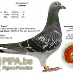 verstraete_xtra_be06-4296522
