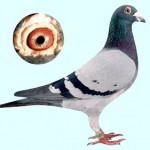 wittenbuik (1)